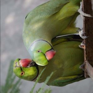 Meet your Posher, Sadia